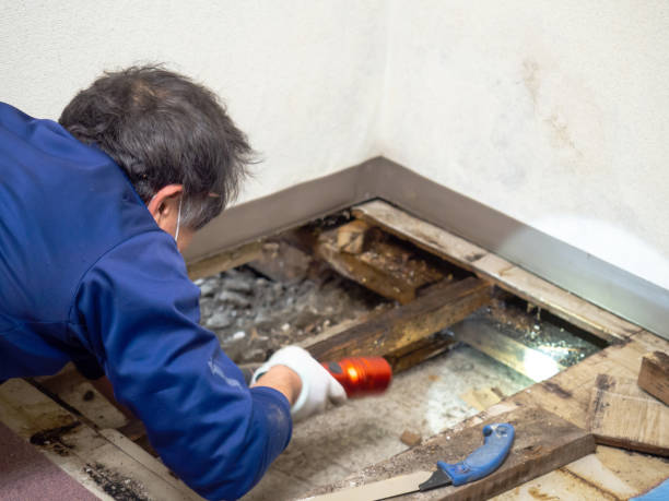Best Affordable Mold Removal  in Melissa, TX