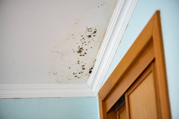 Reliable Melissa, TX Mold Removal Solutions