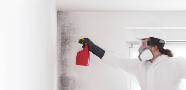 Best Best Mold Removal Companies  in Melissa, TX