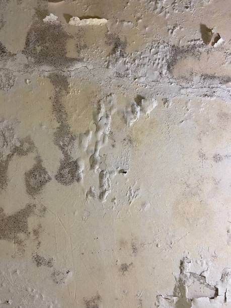 Mold Removal and Inspection in Melissa, TX