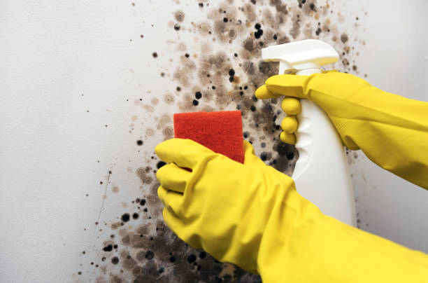 Best Black Mold Removal  in Melissa, TX