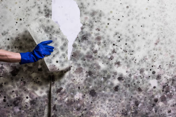 Best Mold Removal and Inspection  in Melissa, TX